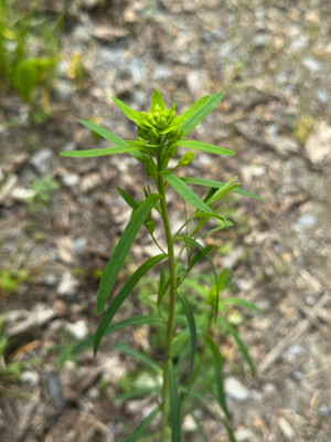 IMG_5021.jpeg