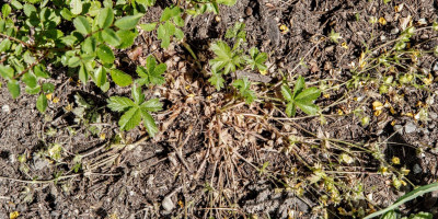 POTENTILLA CRANTZII GOLDRAUSCH 1.jpg