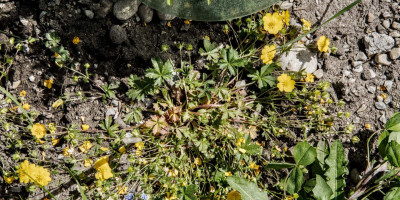 POTENTILLA CRANTZII GOLDRAUSCH 2.jpg