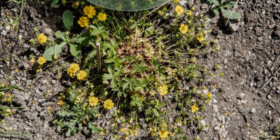 POTENTILLA CRANTZII GOLDRAUSCH 3.jpg
