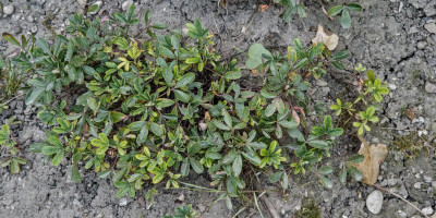 POTENTILLA TRIDENTATA NUUK.jpg