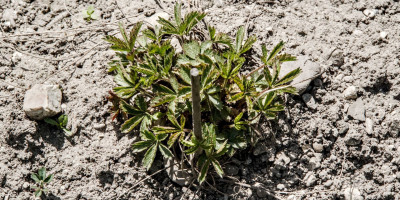 POTENTILLA X TONGUEI.jpg