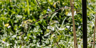 CLEMATIS VITICELLA VENOSA VIOLACEA 1.jpg