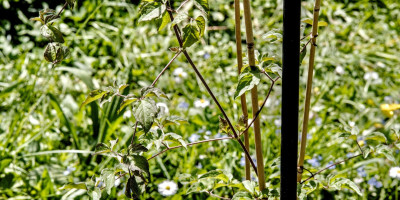 CLEMATIS VITICELLA VENOSA VIOLACEA 3.jpg