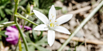 ORNITHOGALUM UMBELLATUM.jpg