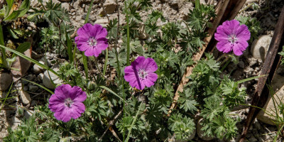 GERANIUM SANGUINEUM MAX FREI.jpg