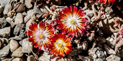 DELOSPERMA COOPERI JEWEL.jpg