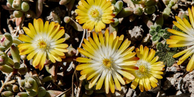 DELOSPERMA COOPERI JEWEL 2.jpg