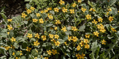 CHRYSOGONUM VIRGINIANUM ANDRE VIETTE.jpg