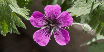 GERANIUM X PSILOSTEMON DRAGON HEART.jpg