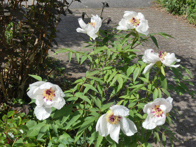 P1050057.JPG