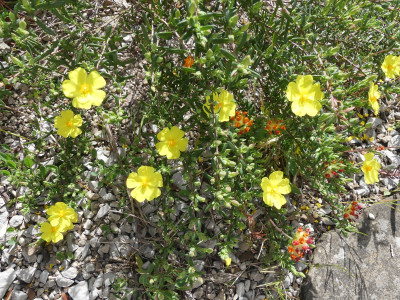 P1050059.JPG