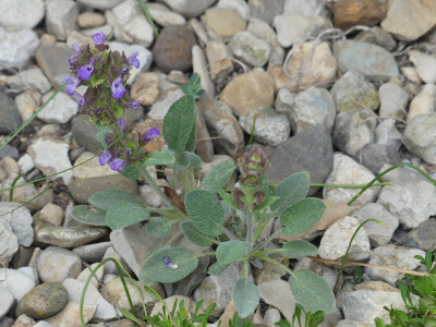 P1050061.JPG