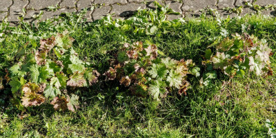 GERANIUM X PSILOSTEMON DRAGON HEART.jpg