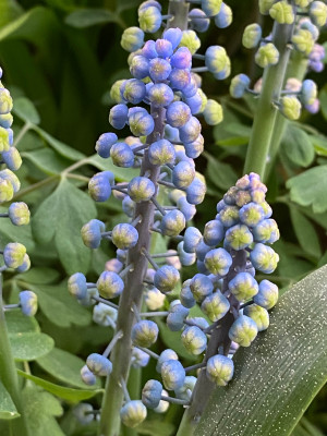 MUSCARI armeniacum<br />SAFFIER