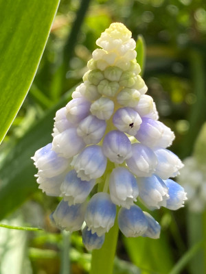 MUSCARI aucheri MOUNT<br />HOOD
