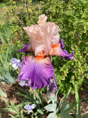 IMG_1007.jpeg