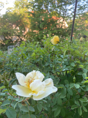 IMG_5773.jpeg