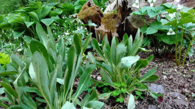 Meconopsis müssen derzeit auch bei uns bewässert werden