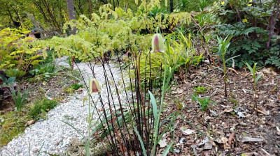Fritillaria Acmopetala