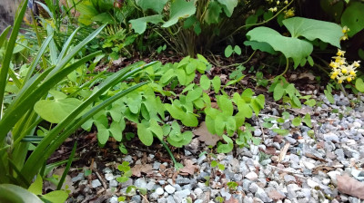 Jeffersonia diphylla mit Kimderschar im kies