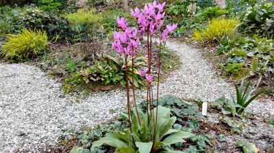 Dodecatheon