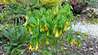Uvularia