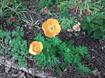 Wald-Scheinmohn