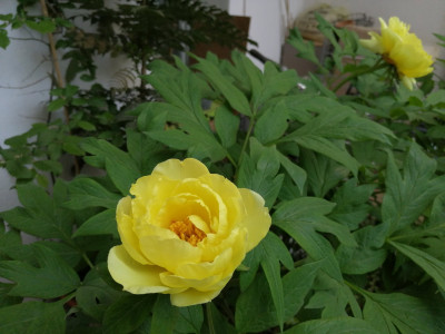 IMG_20260505_115727.jpg