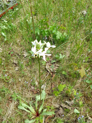 Dodecatheon