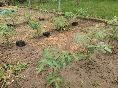 Tomaten 20260505.jpeg