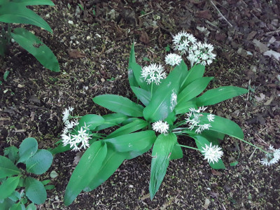 Blüte und Samenbildung