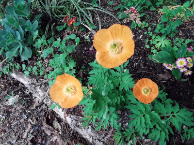 Wald-Scheinmohn