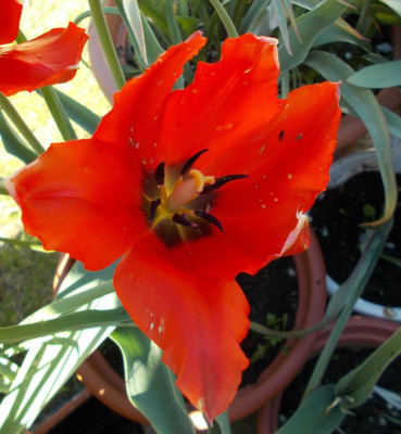 DSCN7318_Tulipa_lanata.jpg