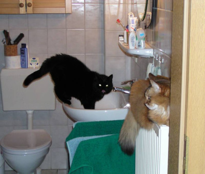 Katzen_2009_001_820.jpg