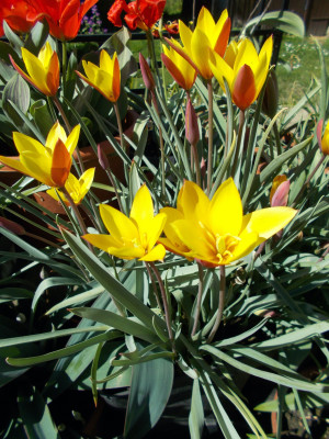 DSCN7316_Tulipa_clusiana_Tubergens_Gem.jpg