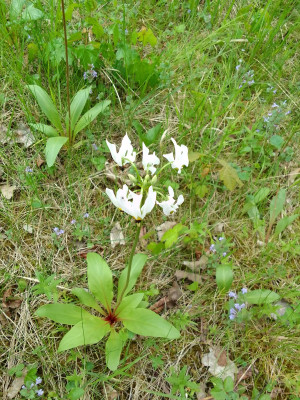 Dodecatheon