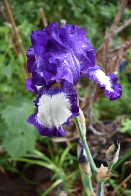 DSC_0983.JPG