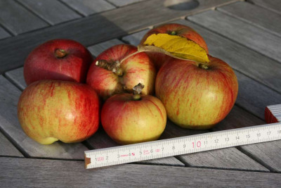 Moinert_Apfel_1.JPG