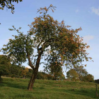 Moinert_Apfelbaum_1.JPG