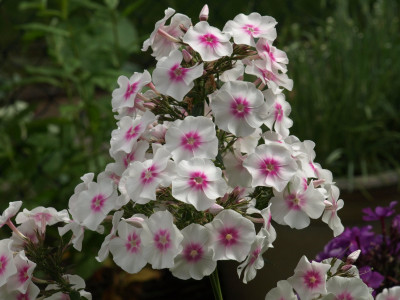 Rosenauge (200).JPG