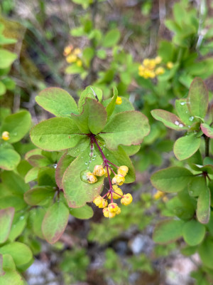 Roter Blütenstängel