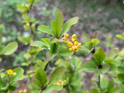 Als Berberis Vulgaris Wildform gekauft