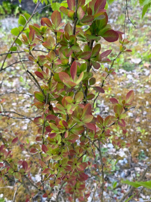 hoher Rotanteil im Blatt