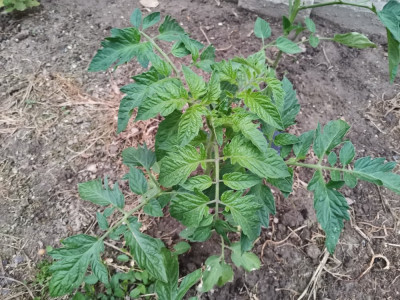 Tomate Wuchsanzeiger.jpeg