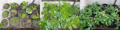 Erbsen_vereinzelt_0322_0416_0501