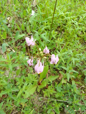 Götterblumen