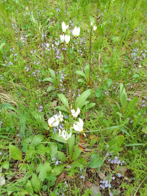 Dodecatheon
