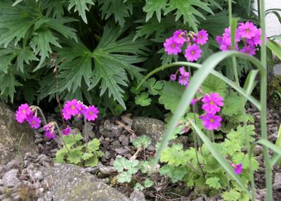 Primula kisoana 07.05.26.JPG
