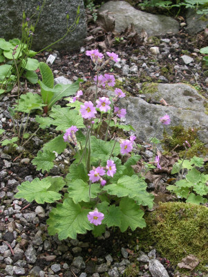 Primula polyneura 07.05.26.JPG
